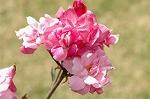Dcim6174/DSC_5986