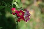 Dcim6175/DSC_6005
