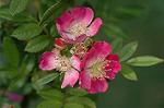 Dcim6175/DSC_6011