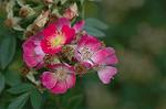 Dcim6175/DSC_6013