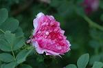 Dcim6175/DSC_6039