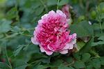 Dcim6175/DSC_6041