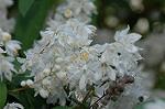 Dcim6175/DSC_6055