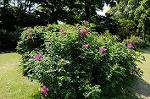 Dcim6177/DSC_6351