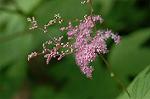 Dcim6185/DSC_6807