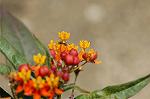 Dcim6186/DSC_6951