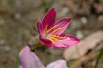 Dcim6186/DSC_7002