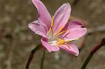 Dcim6186/DSC_7006