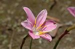 Dcim6186/DSC_7008