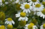 Dcim6186/DSC_7017