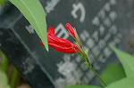 Dcim6187/DSC_7099
