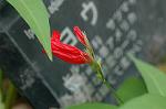 Dcim6187/DSC_7100