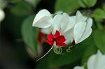 Dcim6187/DSC_7141