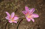 Dcim6189/DSC_7008