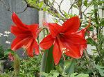Dcim6199/DSC00403