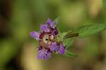 Dcim6223/DSC_8086