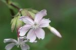 Dcim6224/DSC_8205