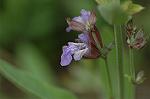 Dcim6224/DSC_8246