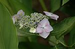 Dcim6225/DSC_8286
