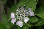 Dcim6225/DSC_8287