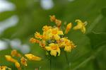 Dcim6225/DSC_8353