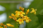 Dcim6225/DSC_8354