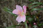 Dcim6225/DSC_8367