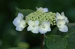 Dcim6228/DSC_8576