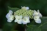 Dcim6228/DSC_8577