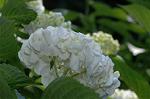 Dcim6228/DSC_8582