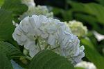 Dcim6228/DSC_8583