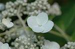 Dcim6230/DSC_8846