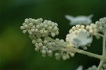 Dcim6230/DSC_8853