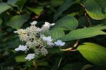 Dcim6231/DSC_0221