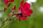 Dcim6237/DSC_9051