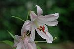 Dcim6238/DSC_9136