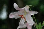 Dcim6238/DSC_9138