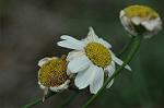 Dcim6239/DSC_9254