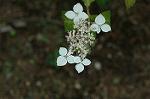 Dcim6239/DSC_9286