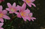 Dcim6239/DSC_9294