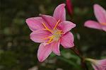 Dcim6239/DSC_9302