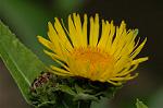 Dcim6239/DSC_9309