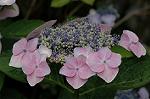 Dcim6240/DSC_9325