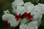 Dcim6240/DSC_9391