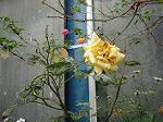 Dcim6242/DSC00436