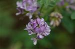 Dcim6252/DSC_9520