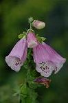 Dcim6252/DSC_9527