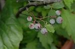 Dcim6252/DSC_9533