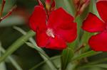 Dcim6252/DSC_9536