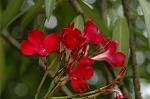 Dcim6252/DSC_9543